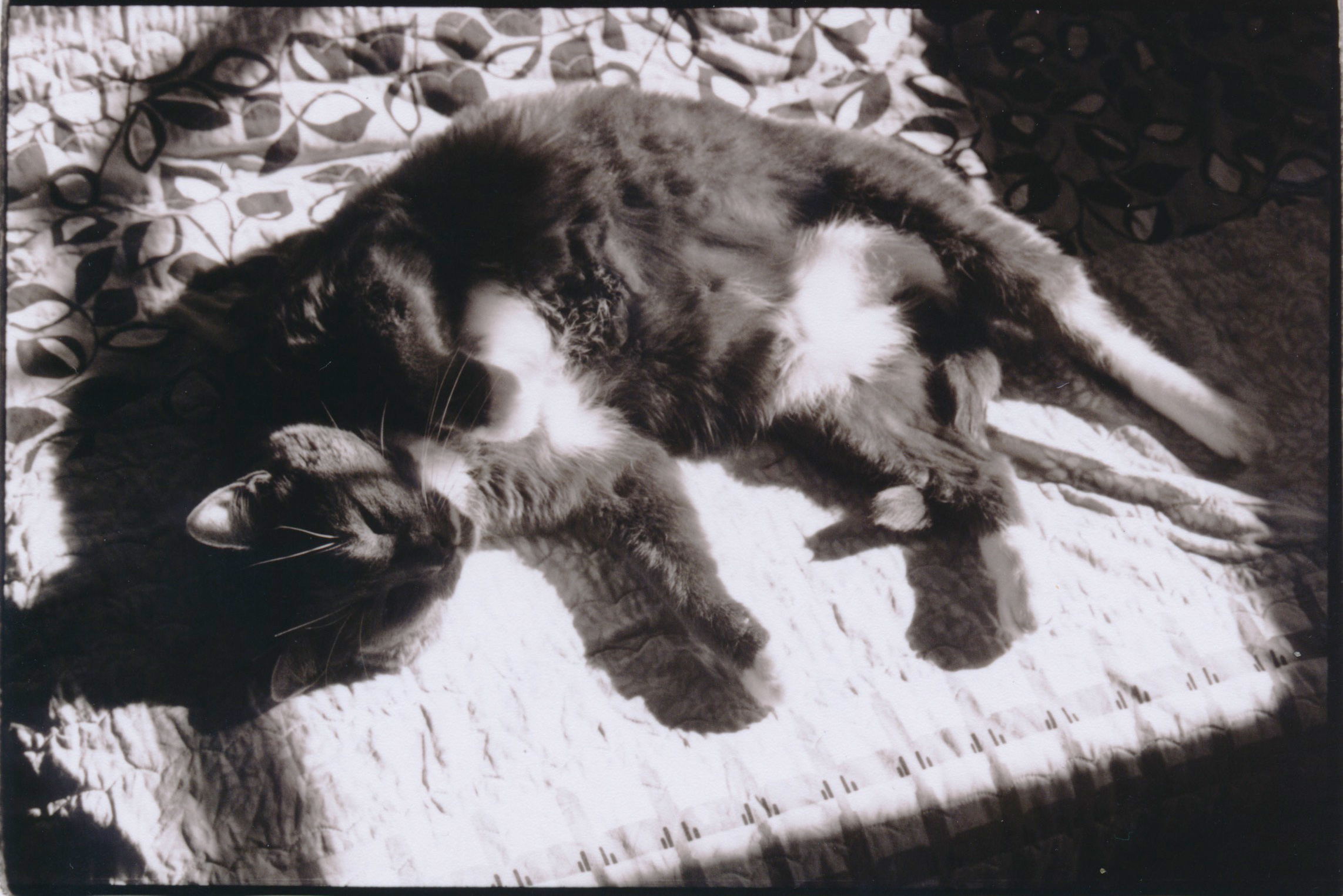 A PERFECT BOY SLEEPING IN THE SUN ON A QUILT