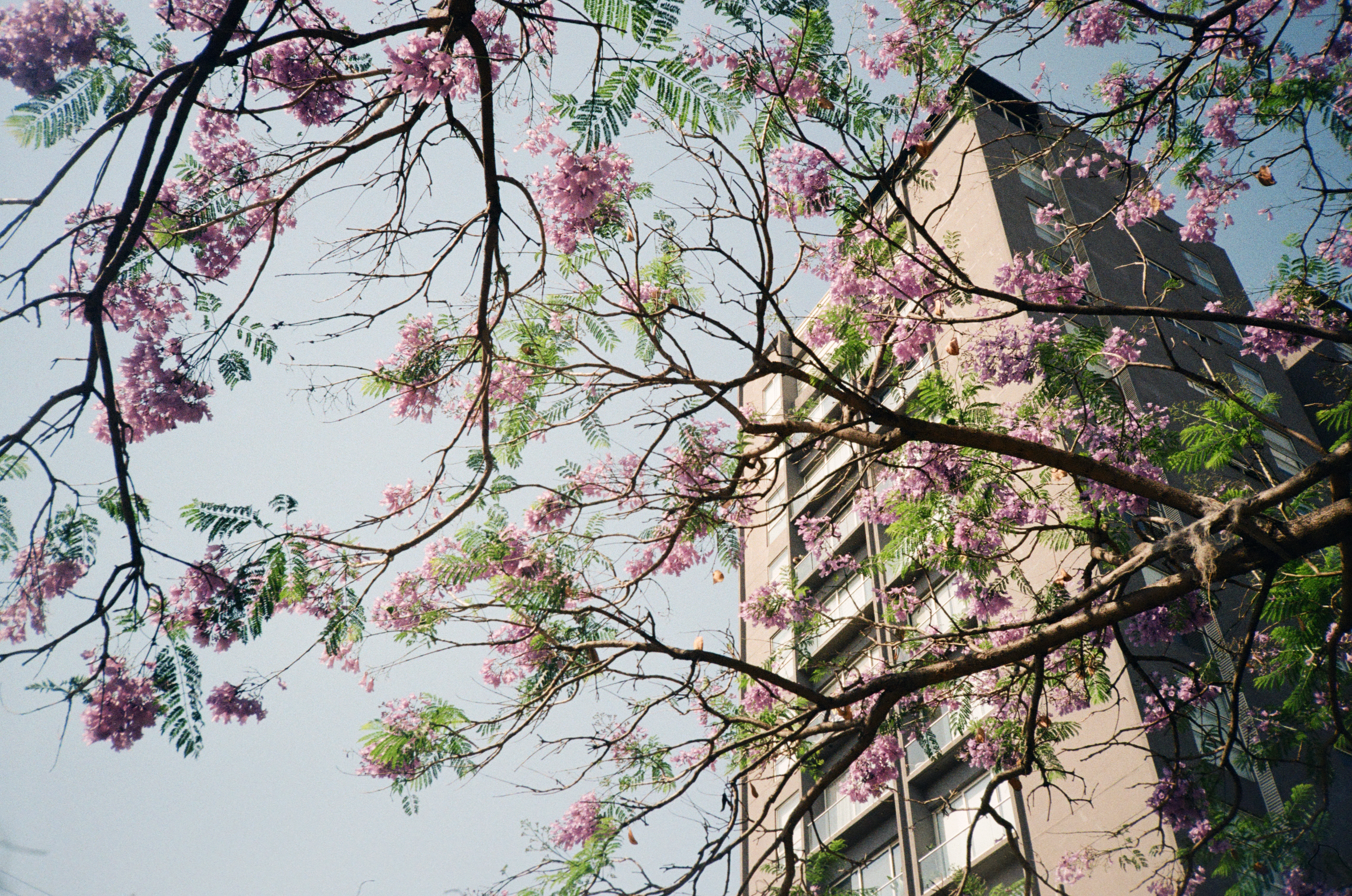 LOOKING UP AT A BUILDING THROUGH BRANCHES OF FLOWERING JACARANDAS BRANCHES