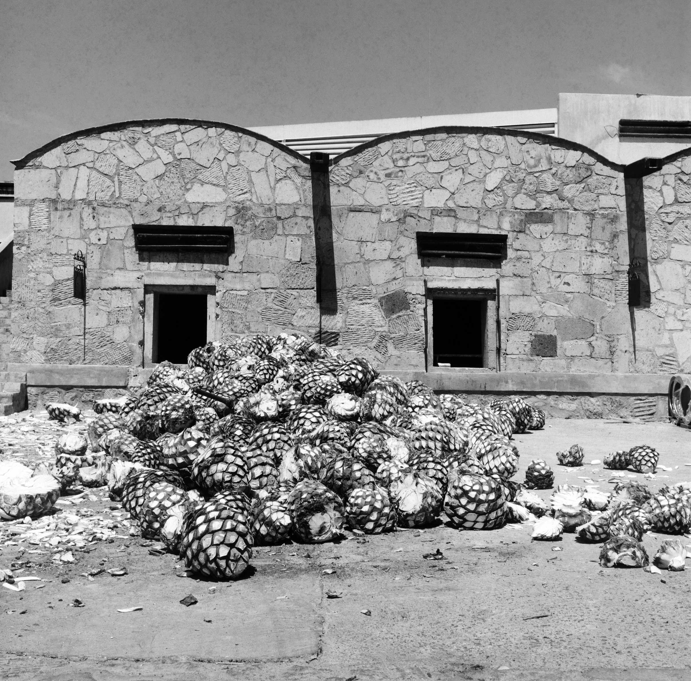 A PILE OF RECENTLY HARVESTED AGAVE PIÑAS IN FRONT OF A STONE BUILDING AT CAVA DE ORO DISTILLERY