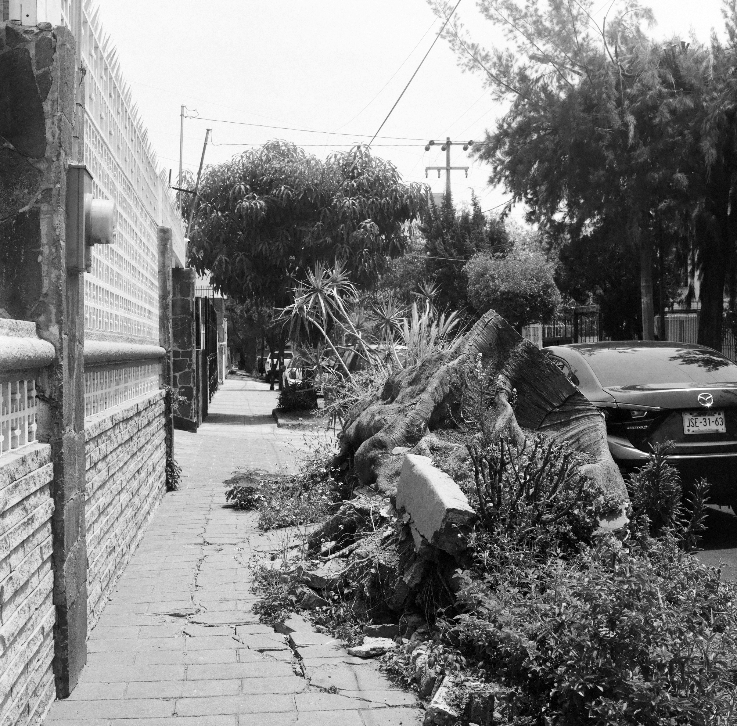 BLACK AND WHITE IMAGE OF A TREE STUMP GROWING OUT OF A SIDEWALK