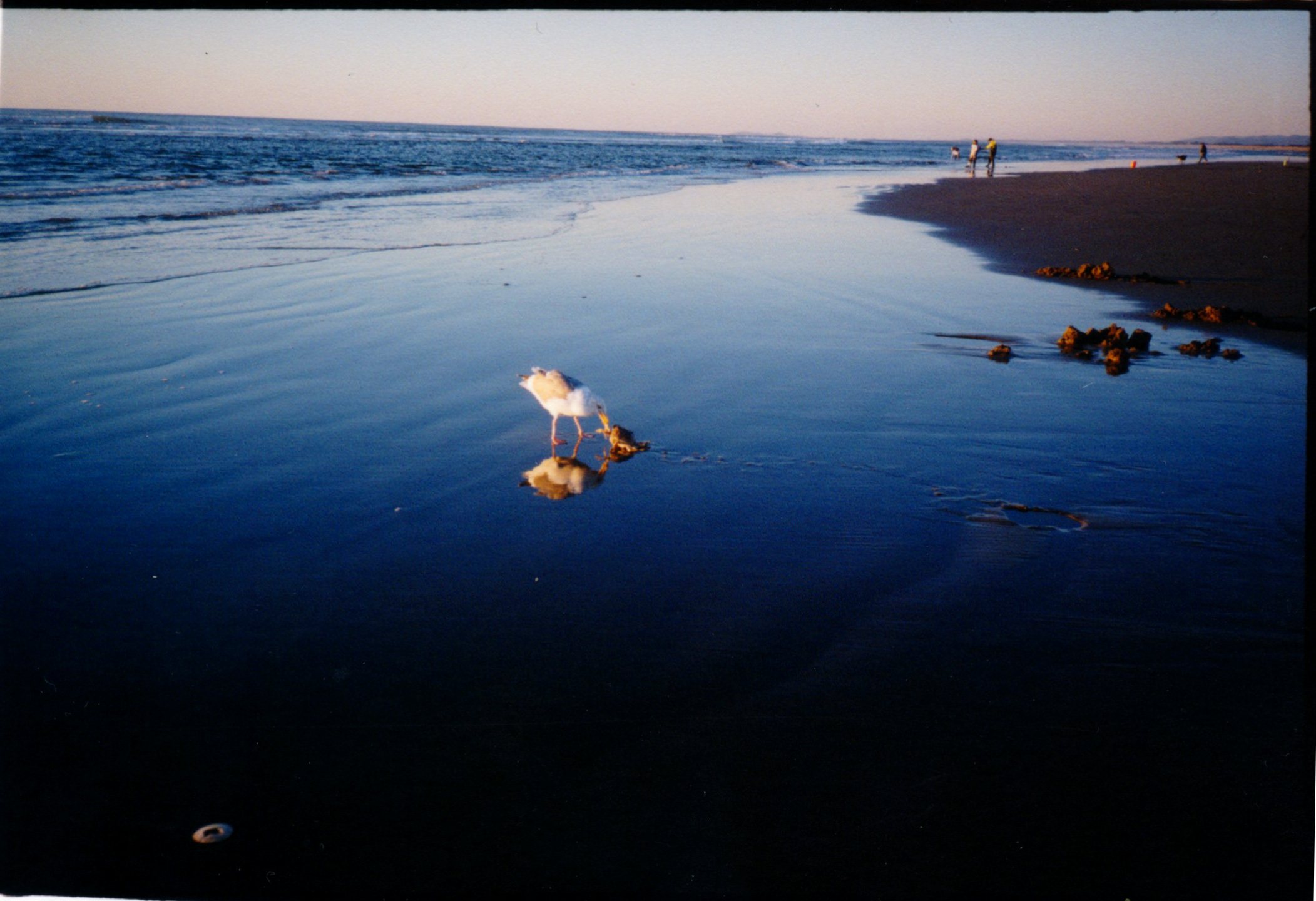 COLOR IMAGE OF A SEAGULL EATING A GIANT CRAB IN THE REFLECTION OF A BEACH AT LOW TIDE